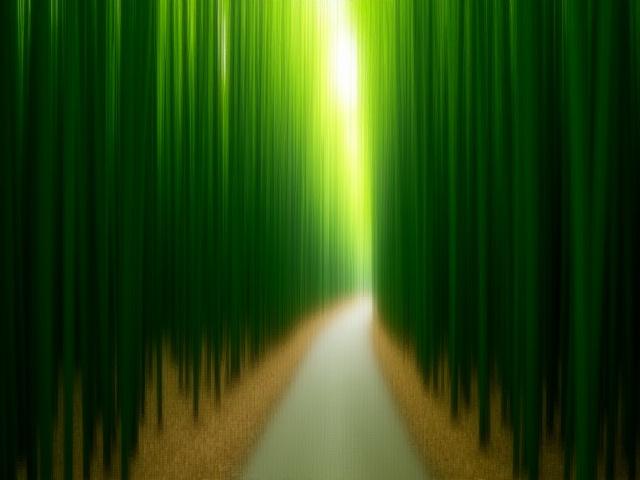 長野の静かな竹林の小道